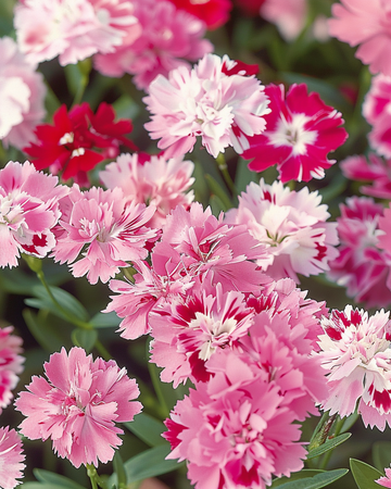 Hartsinkukka Wee Willie Mixed siemenet (Dianthus barbatus) – yksivuotinen sekoitus