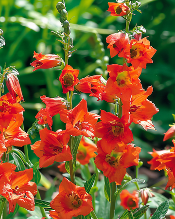 Ritarinkannus Fox Orange Red -siemenet (Delphinium nudicaule) – yksivuotinen