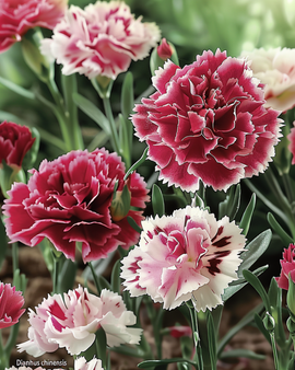 Indian Pinks Seeds Dianthus Chinensis Annual Double Flower Mix