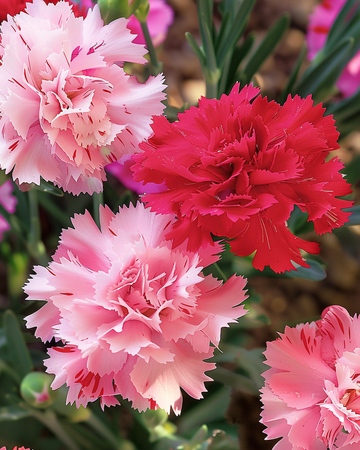 Chabaud Carnation siemenet (Dianthus caryophyllus) – yksivuotinen sekoitus