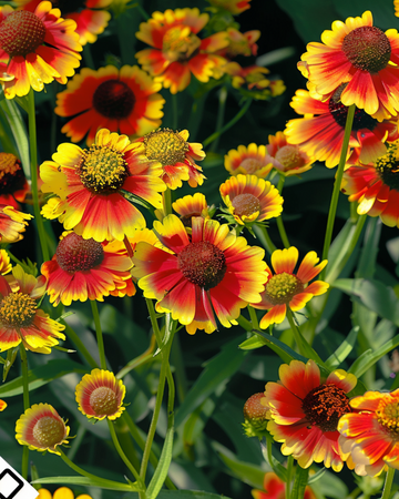 Rotgold Hybrid siemenet (Helenium autumnale) – monivuotinen