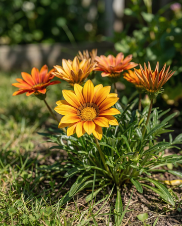 Treasure Sunshine Mix (Gazania splendens) – yksivuotiset kukkasiemenet SeedsChoice | SeedsChoice