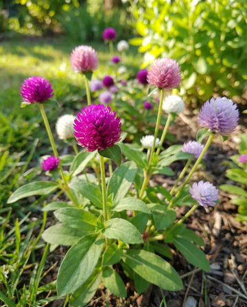 Globe Amaranth Mixed (Gomphrena globosa) – yksivuotisen kukan siemenet, SeedsChoice