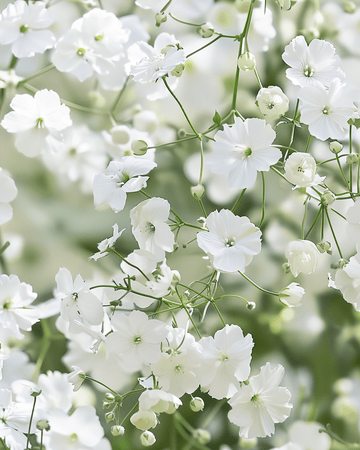 Baby's Breath Covent Garden -siemenet (Gypsophila elegans) – yksivuotinen