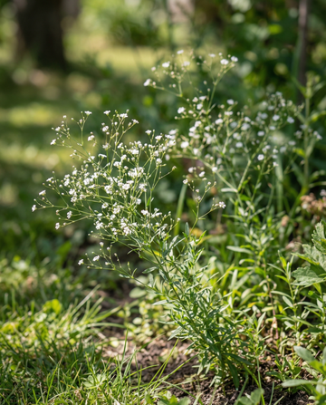 Baby's Breath Covent Garden (Gypsophila elegans) – yksivuotiset siemenet SeedsChoice-verkkokaupasta