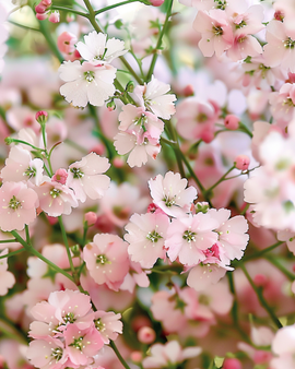 Baby's Breath -siemenet, Gypsophila elegans, yksivuotiset vaaleanpunaiset kukat