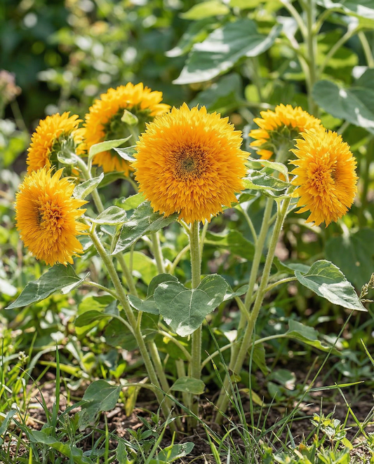 Auringonkukka Sungold Dwarf Double Flowered (Helianthus annuus) – yksivuotiset kukkasiemenet SeedsChoice-verkkokaupasta