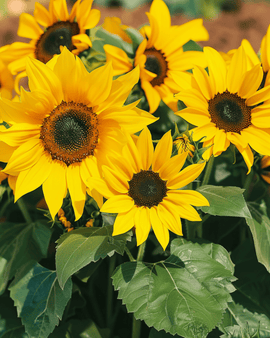 Auringonkukan siemenet Pacino Helianthus Annuus yksivuotinen lajike