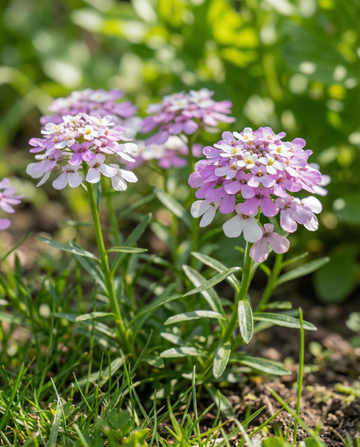 Iberis Mixed (Iberis umbellata) – yksivuotiset sekoitussiemenet | SeedsChoice