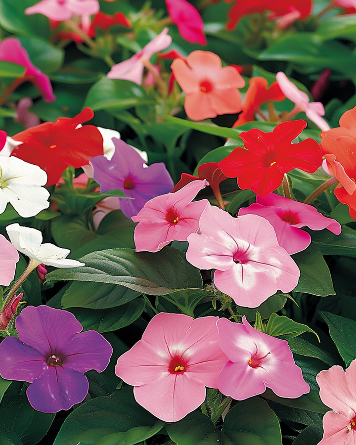 Busy Lizzie Baby Mixed Shade Garden -siemenet (Impatiens walleriana) – yksivuotinen kukka