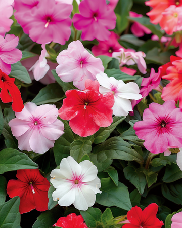 Busy Lizzie Safari F2 Mixed -siemenet (Impatiens walleriana) – yksivuotinen sekoitus
