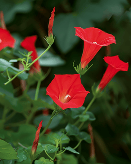 Ipomoea Quamoclit Siemenet Yksivuotinen Punainen Köynnös Punaiset Kukat