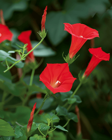 Cardinal Climber Red -siemenet (Ipomoea quamoclit) – yksivuotinen köynnös