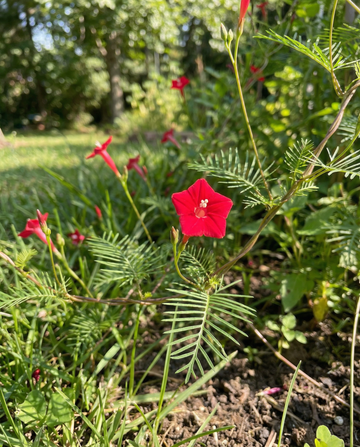 Cardinal Climber Red (Ipomoea quamoclit) – yksivuotisen köynnöksen siemenet SeedsChoicesta