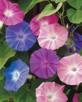 Ipomoea Purpurea -siemenet yksivuotinen köynnös sekavärit kukka
