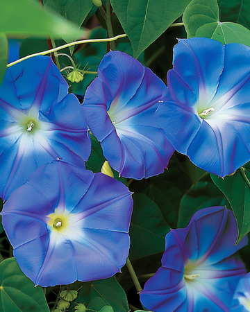 Köynnöskiitäjä Clark's Blue -siemenet (Ipomoea tricolor) – yksivuotinen köynnöskasvi