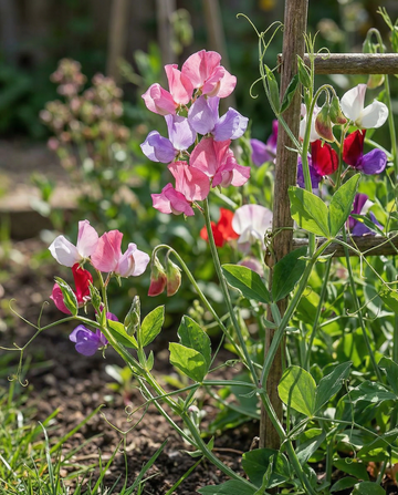 Tuoksuherne Colorama Mixed (Lathyrus odoratus) – yksivuotiset kukkasiemenet SeedsChoicelta