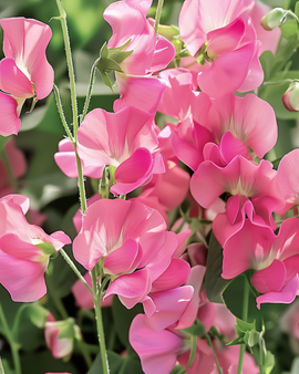Hajuherne siemenet Royal Family Pink yksivuotinen Lathyrus Odoratus