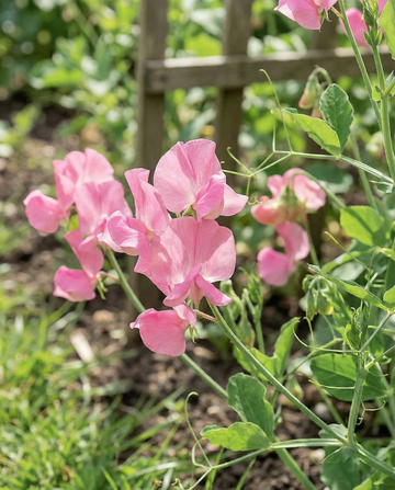 Haisuherne Royal Family Pink (Lathyrus odoratus) – yksivuotiset kukkasiemenet – SeedsChoice