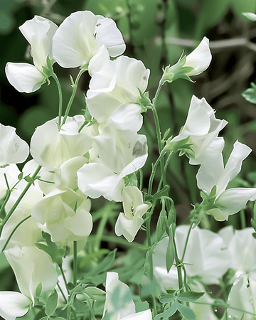 Hajuherne Royal Family White siemenet (Lathyrus odoratus) – yksivuotinen kukka