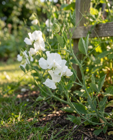 Hajuherne Royal Family White (Lathyrus odoratus) – yksivuotisen kukan siemenet SeedsChoice-verkkokaupasta