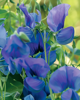 Haisuherne Royal Family Blue Climbing -siemenet – Lathyrus odoratus yksivuotinen