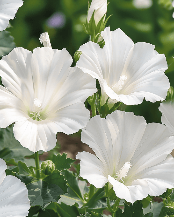 Malva Mont Blanc -siemenet (Lavatera trimestris) – yksivuotinen kukka