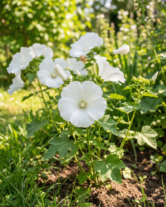 Malva Mont Blanc (Lavatera trimestris) – yksivuotiset kukkasiemenet | SeedsChoice