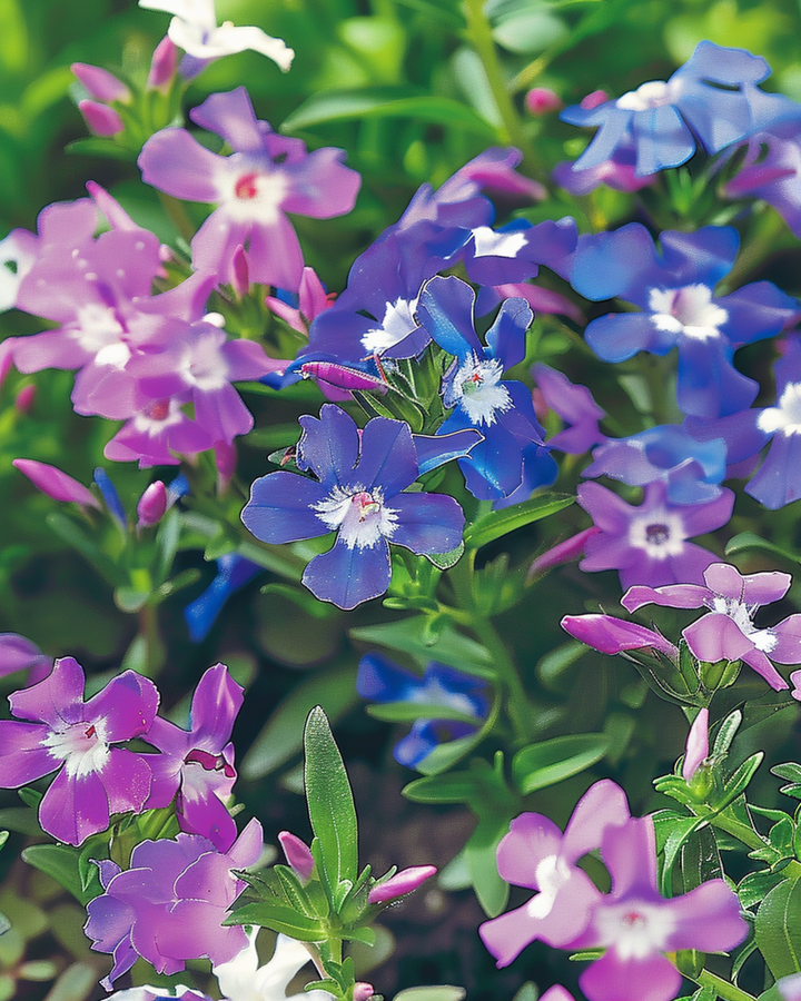 String Of Pearls Mixed siemenet (Lobelia erinus) – yksivuotinen sekoitus