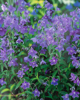 Roikkuva lobelia siemenet Lobelia Erinus Sapphire yksivuotinen