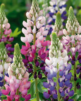 Lupin Pixie Delight Seeds Lupinus Nanus Annual Flowers