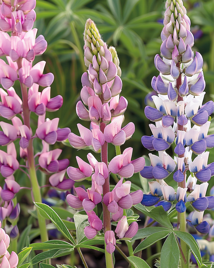 Lupin Mixed -siemenet (Lupinus hartwegii) – yksivuotinen kukka