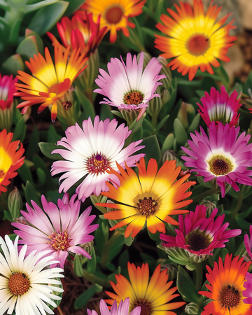 Livingstone Daisy Rock Garden -siemenet (Dorotheanthus bellidiformis) – yksivuotinen seos