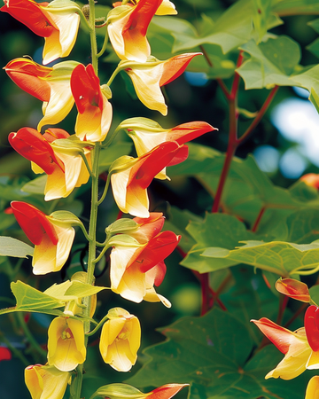 Espanjanlippu-köynnöskasvien siemenet (Ipomoea lobata) – yksivuotinen köynnös