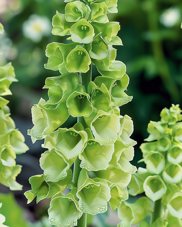 Bells Of Ireland leikkovihreän siemenet (Moluccella laevis) – yksivuotinen kukka