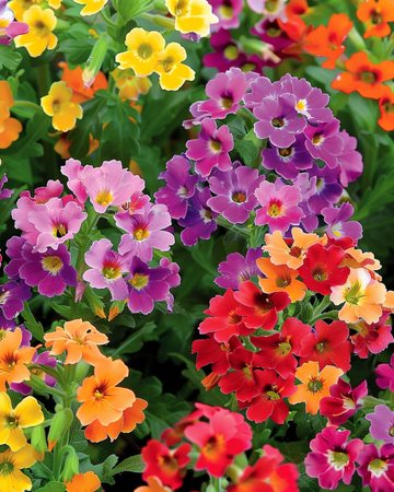 Carnival Mixed -siemenet (Nemesia strumosa) – yksivuotinen sekoitus