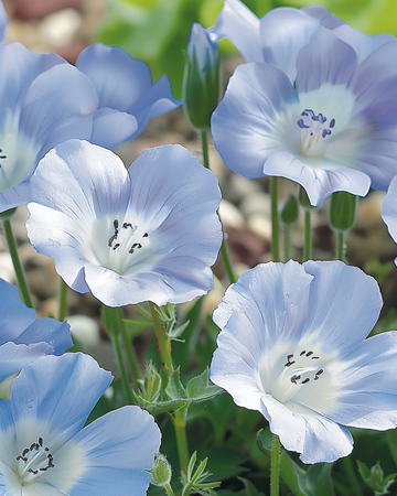 Baby Blue Eyes Sky Ground Cover -siemenet (Nemophila menziesii) – yksivuotinen