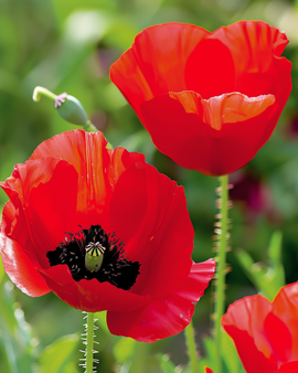 Tulppaanikukkasiemenet Papaver glaucum yksivuotiset