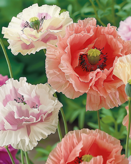 Papaver Paeoniflorum -siemenet yksivuotinen sekaväriset Papaver Paeoniflorum