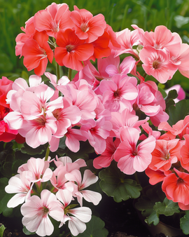 Geranium Seeds Magic Beauty F1 Pelargonium Zonale Annual Mix