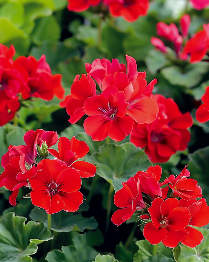 Geranium Mustang F1 siemenet (Pelargonium zonale) – yksivuotinen