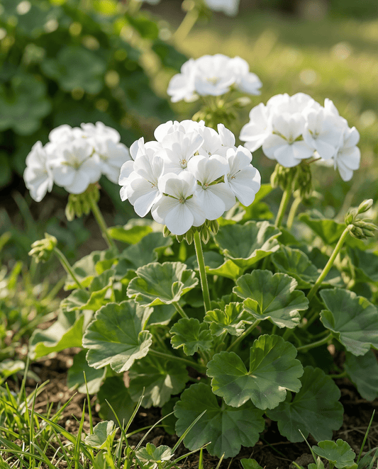 Pelargoni Apollo F1 White (Pelargonium zonale) – yksivuotiset siemenet | SeedsChoice