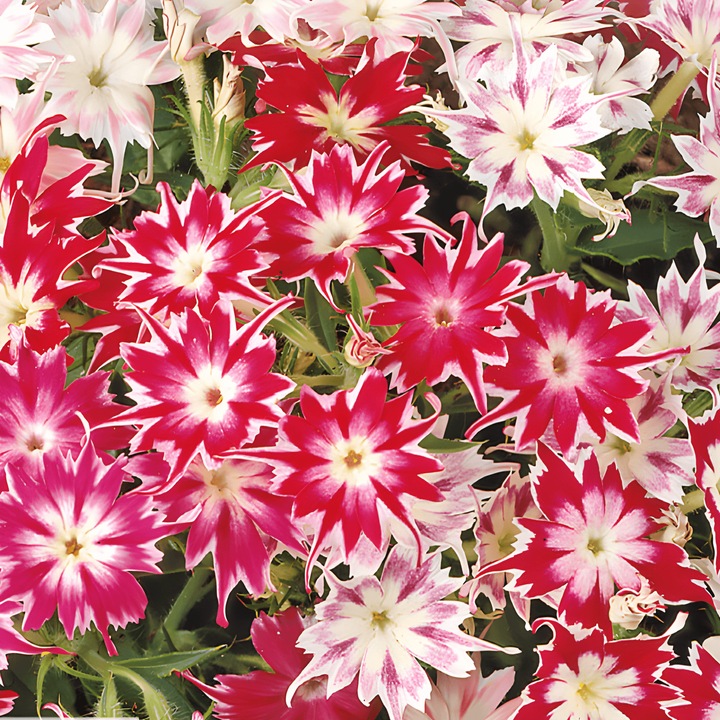 Starphlox-siemenet (Phlox drummondii) – yksivuotinen seos
