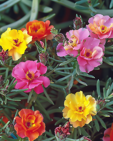 Double Mixed Rock Garden seeds (Portulaca grandiflora) – annual flower