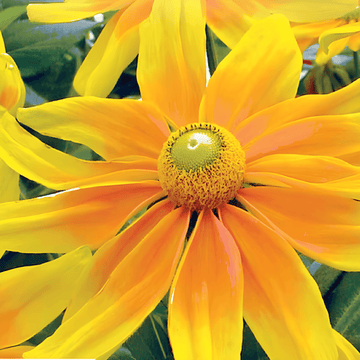 Kartiopäivänhattu Prairie Sun -siemenet (Rudbeckia hirta) – yksivuotinen kukka
