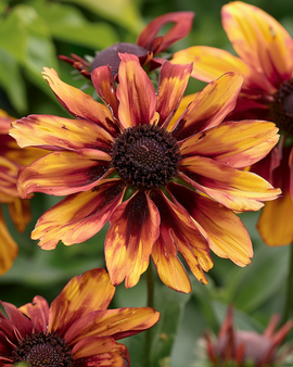 Auringonhattu Sahara -siemenet Rudbeckia hirta yksivuotinen leikkukukka