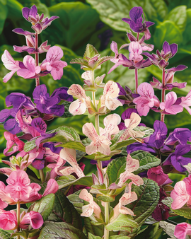 Clary Seeds Salvia Horminum Annual Cut Flower Mix