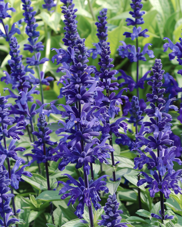 Victoria-siemenet (Salvia farinacea) – yksivuotinen