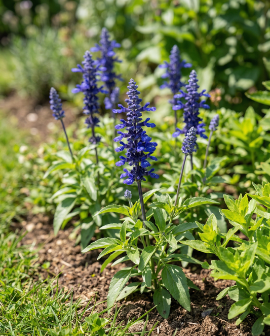 Victoria (Salvia farinacea) – yksivuotiset siemenet SeedsChoicelta