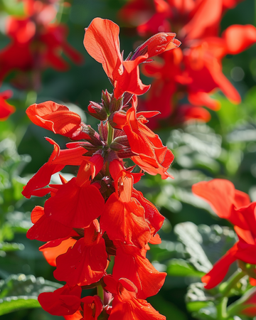 St. John's Fire seeds (Salvia splendens) – annual flower